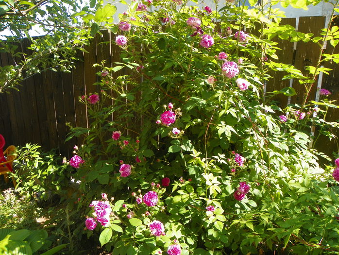 Russelliana