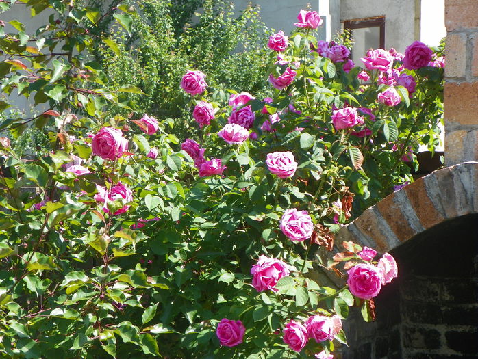 Futtaker Schlingrose?