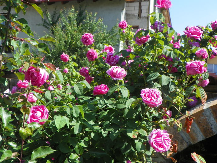 Futtaker Schlingrose?