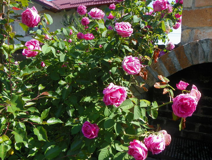 Futtaker Schlingrose?