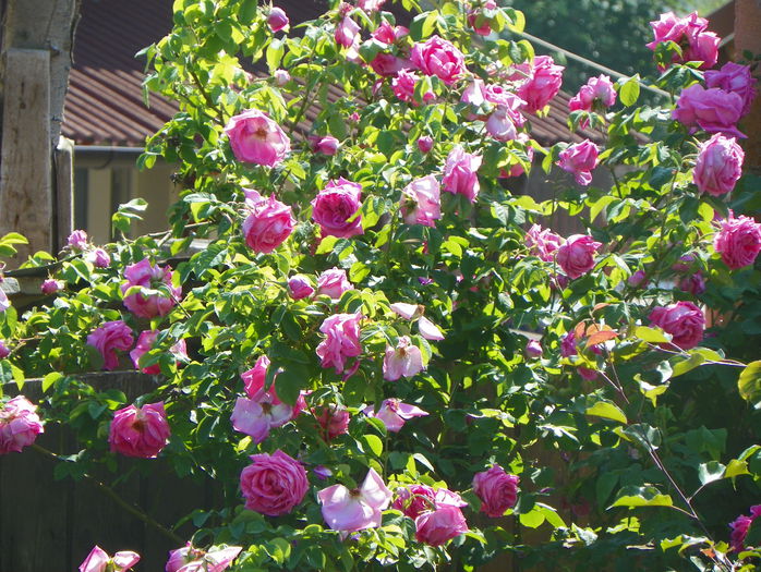Futtaker Schlingrose?