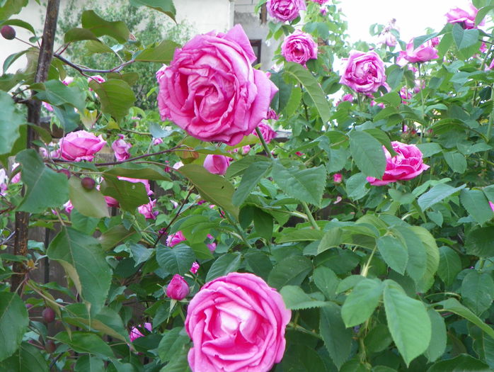 Futtaker Schlingrose?