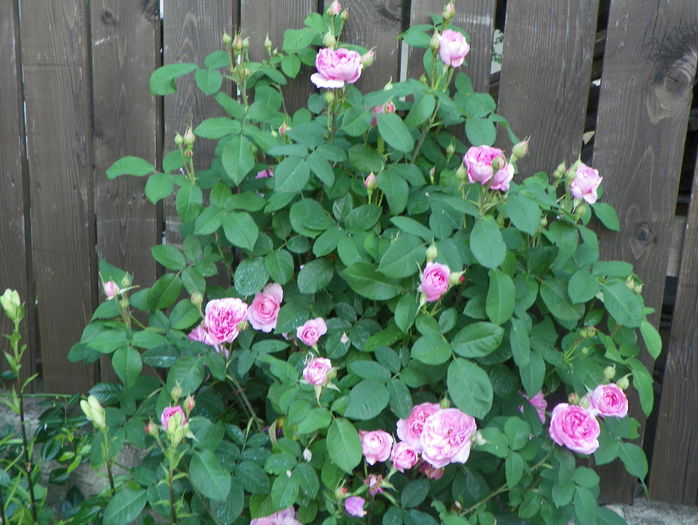 Gertrude Jekyll