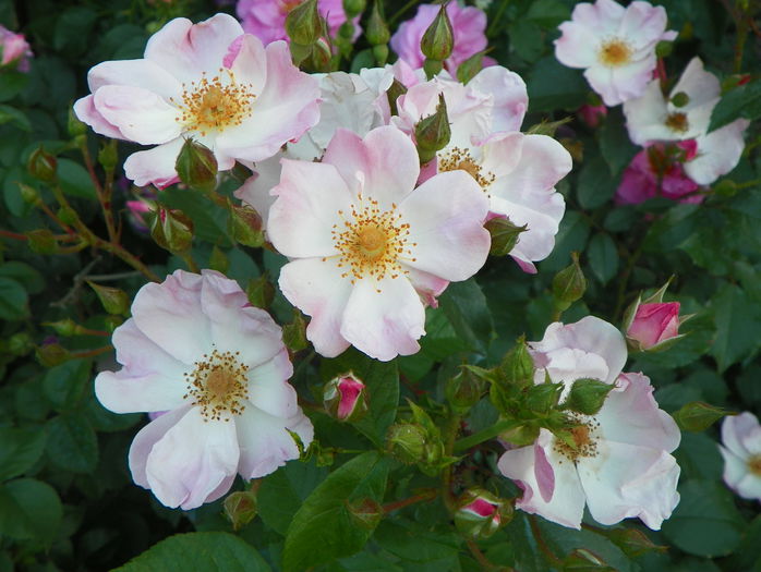 Rosy Cushion