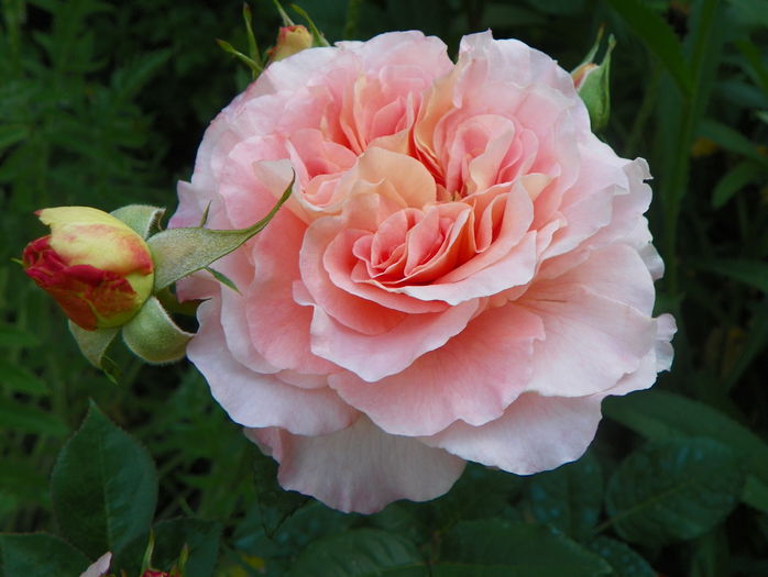 Augusta Luise
