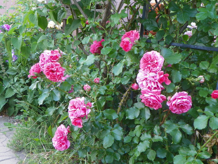 Rosarium Uetersen