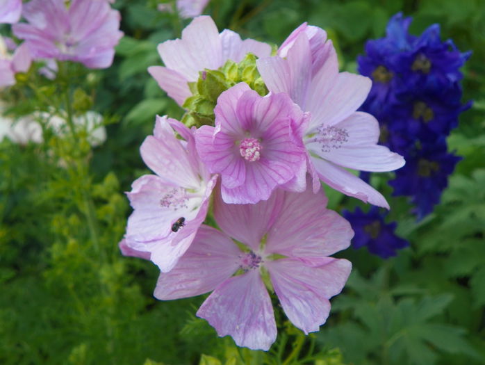 malva moschata rosea - Vara 2015