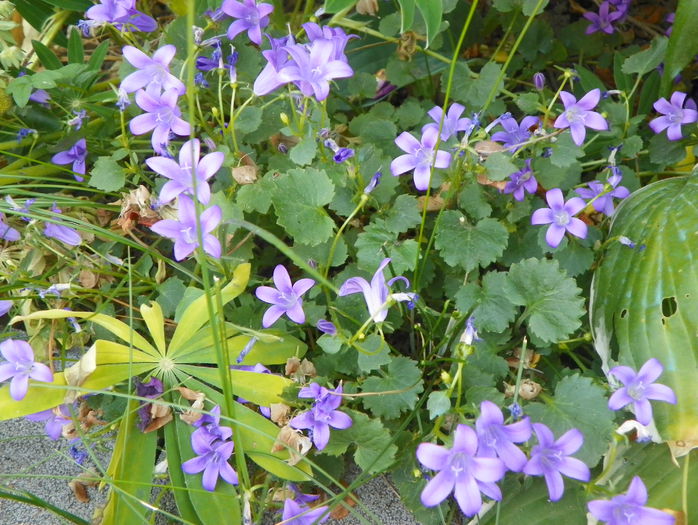 campanula posharskyana - Vara 2015