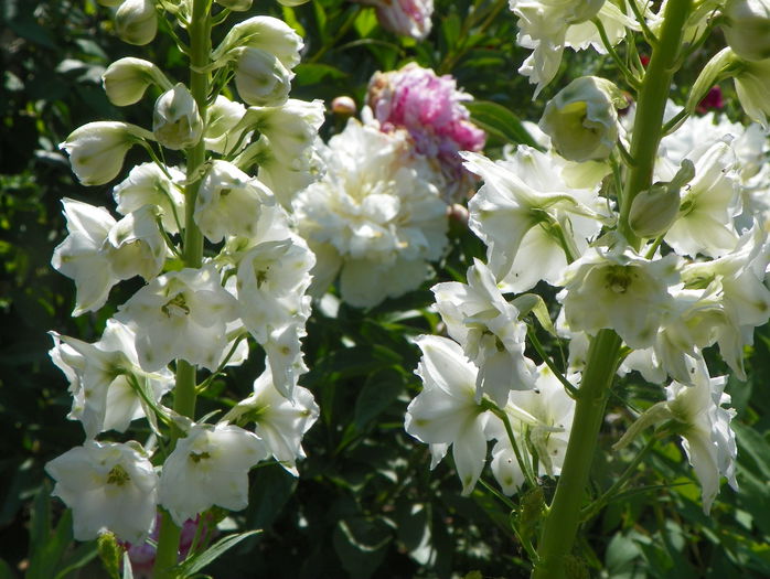 delphinium - Vara 2015