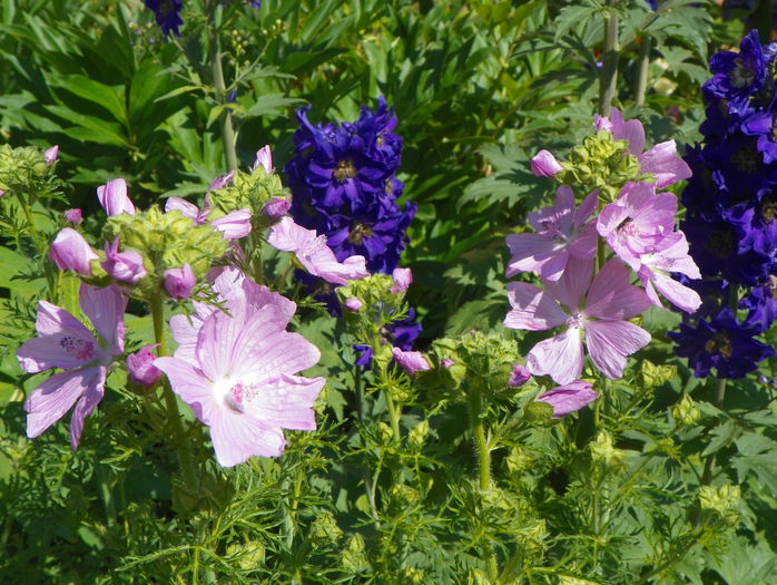malva moschata rosea si delphinium - Vara 2015