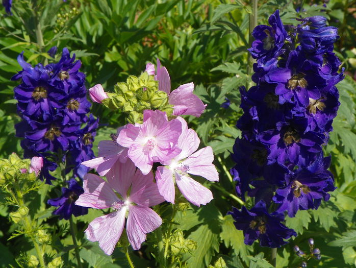 malva moschata rosea si delphinium - Vara 2015