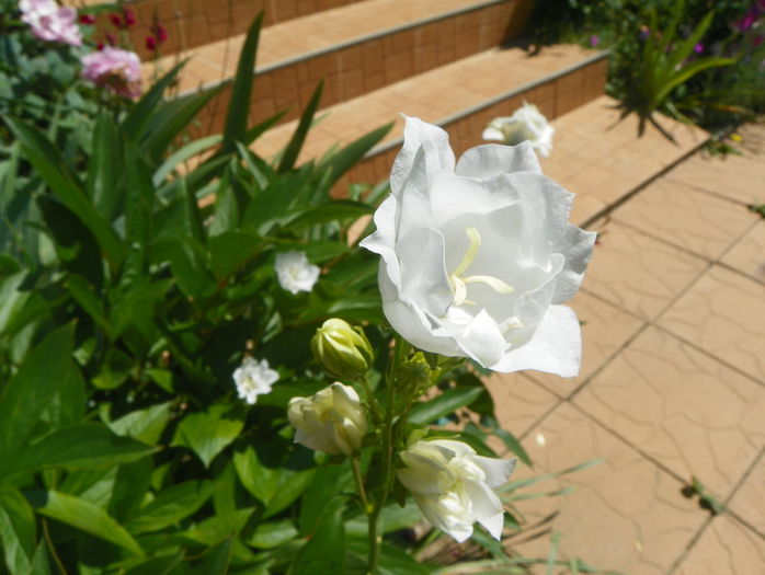 campanula La Bonne Amie - Vara 2015