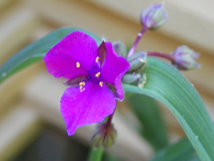 tradescantia Concord Grape - Vara 2015