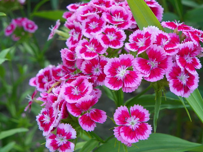 dianthus barbatus - Vara 2015