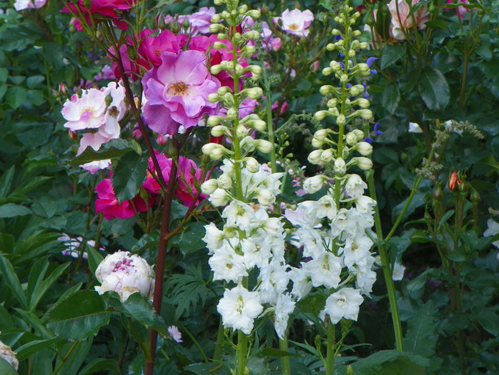 delphinium - Vara 2015