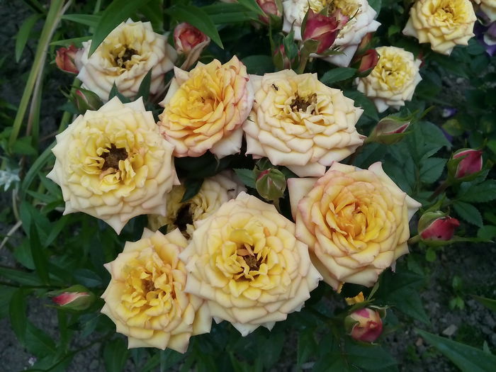 mini - 2015 Trandafiri I