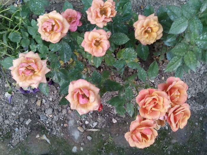 mini - 2015 Trandafiri I