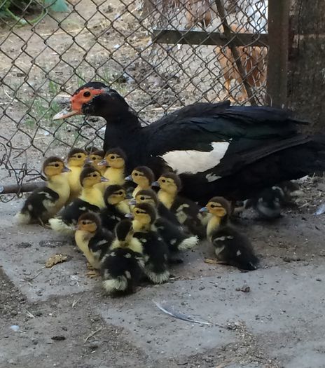 Ratuste lesesti; 17 Bobocei
Seria 2 rata neagră
