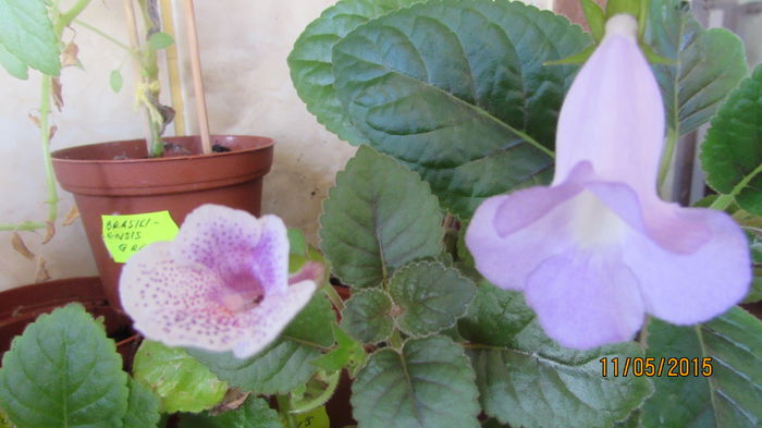 Bleu Ciel, Connect the Dots