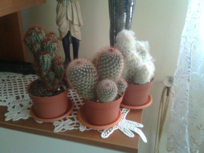 Imagine0298 - Cactusi si suculente