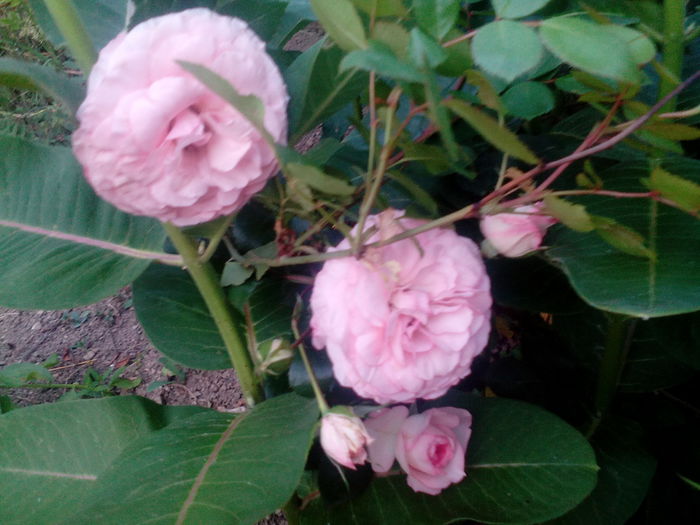 IMG_20150614_204719 - Mini eden rose
