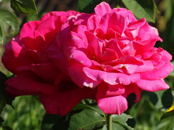 DSC01512 - Trandafiri 2015