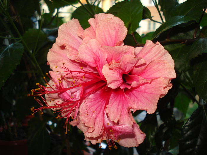DSC01722 - Hibiscus Kona