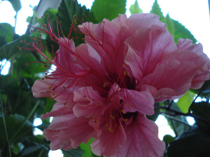 DSC01726