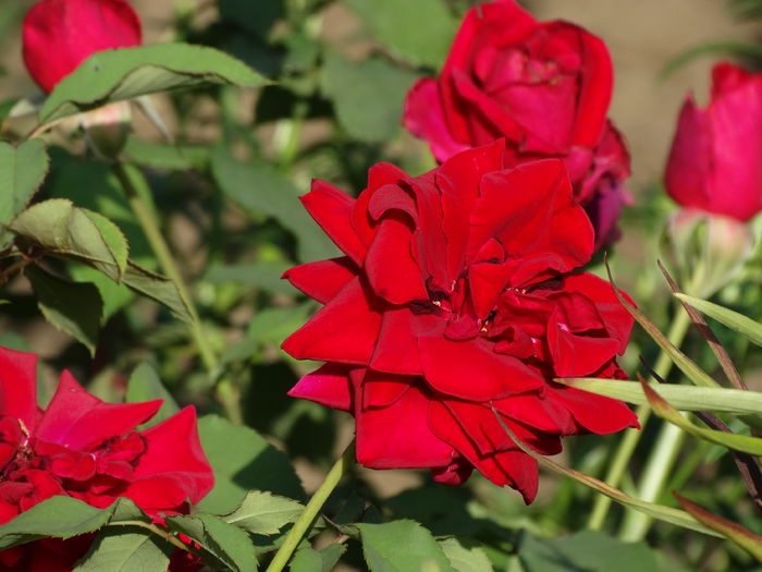 DSC01684 - Trandafiri 2015