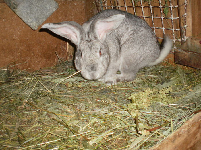 P7250986 - URIAS GERMAN CHINCHILA IUNIE 2O15
