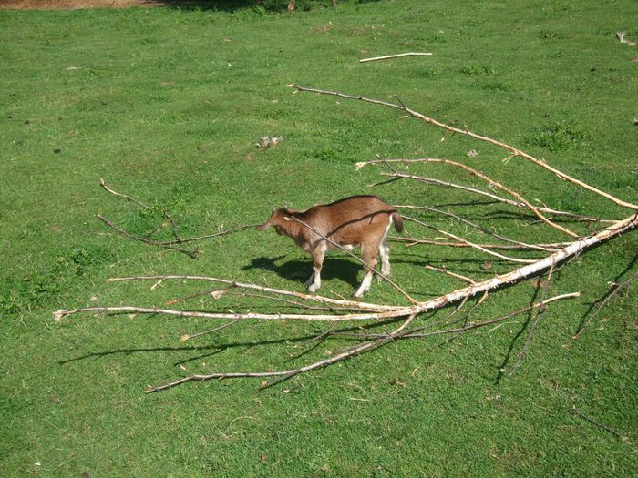 206 - Gradina Zoologica Moara de Vant