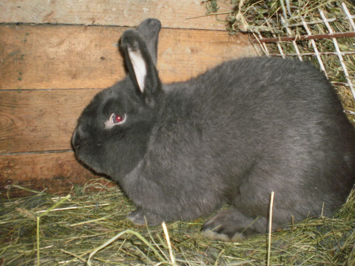 VIENEZ ;CULOARE ALBASTRU ;