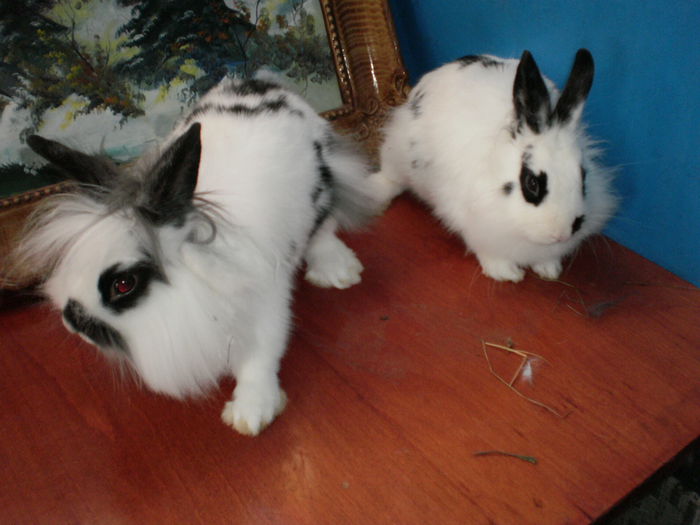 RASA ;PITIC CAP DE LEU;