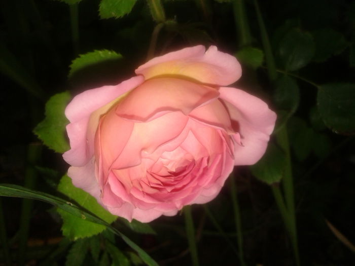 20150615_064959 - English rose-Jubilee Celebration