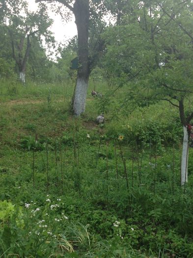 image - Matca Wyandotte argintiu dantelat