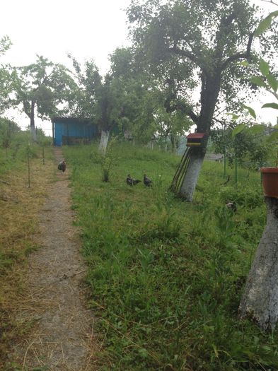 image - Matca Wyandotte argintiu dantelat