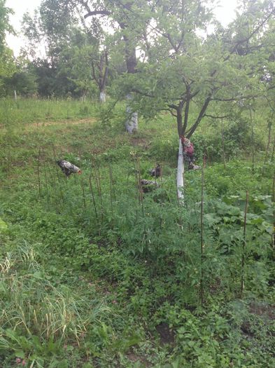 image - Matca Wyandotte argintiu dantelat