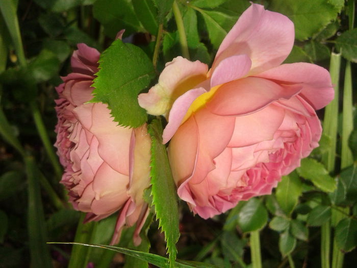 20150615_082309 - English rose-Jubilee Celebration