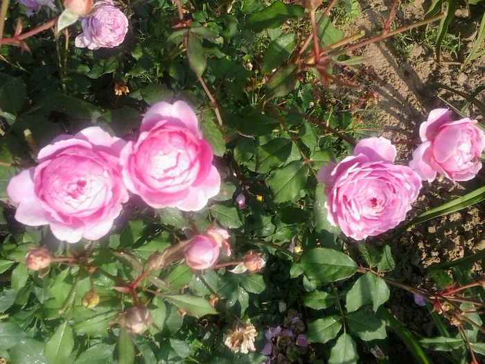 alan titchmarsh