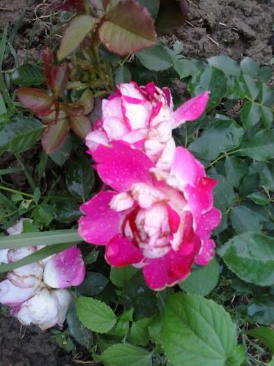 sparkling ruflles