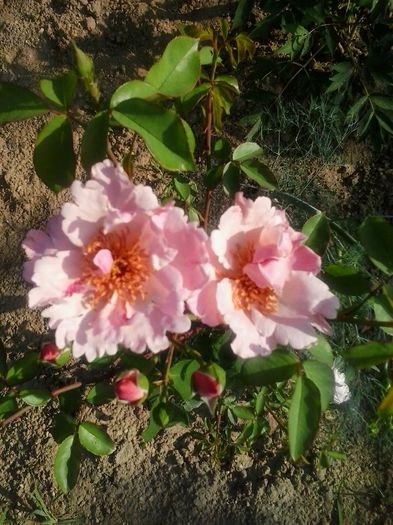 jardiniers du paradis