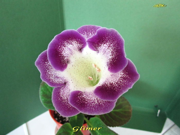 Glimer (15-06-2015) - Gloxinii 2015