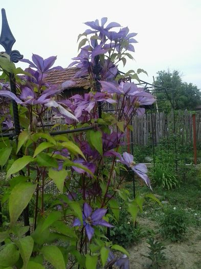 20150613_193927 - A  Clematite 2015
