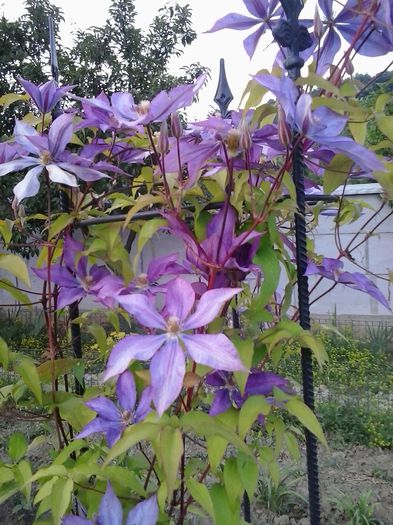 20150612_194034 - A  Clematite 2015