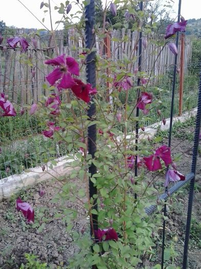 20150612_194101 - A  Clematite 2015