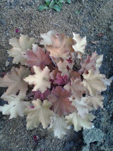 20150612_194540 - Hoste hortensii heuchera 2014 2015