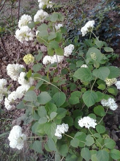 20150612_194511 - Hoste hortensii heuchera 2014 2015