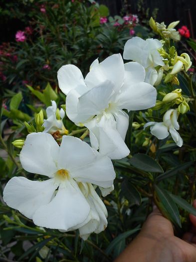 DSC_0025_1 - diverse flori 2015