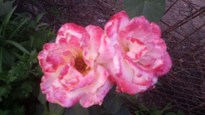 20150614_205318 - Florile mamei 2015