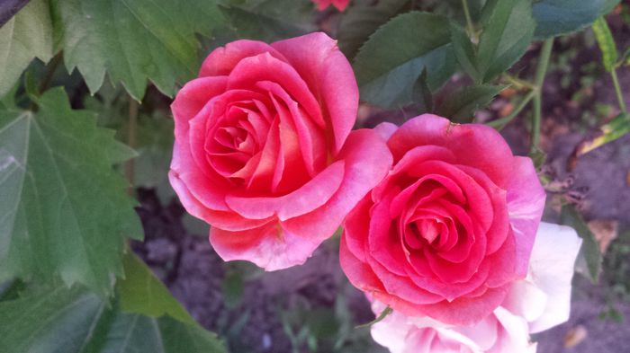 20150614_205254 - Florile mamei 2015